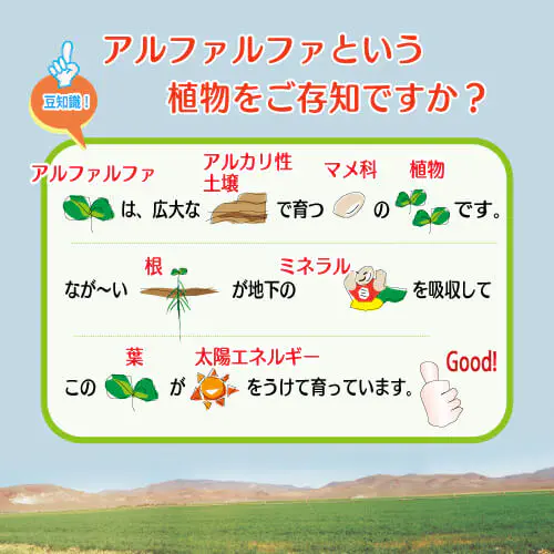 アルファエーの原料となる”アルファルファ”は、広大なアルカリ性土壌で育つマメ科の多年草です。長い根を張り地中のミネラルを吸収、葉は太陽の光をいっぱいうけて育ちます。
背景の画像は、北米のアルファルファ畑です。